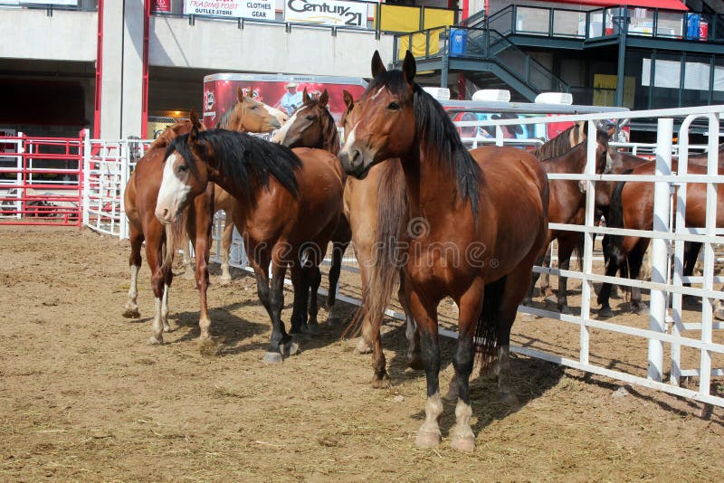 Rodeo horses behind the chutes at Frontier Days in Cheyenne, Wyoming. Frontier Days is one of the largest rodeos in the world, and the behind the chutes tour allows visitors to see what happens behind the scenes at the rodeo. It's a popular attraction. Rodeo horses behind the chutes at Frontier Days in Cheyenne, Wyoming. Frontier Days is one of the largest rodeos in the world, and the behind the chutes tour allows visitors to see what happens behind the scenes at the rodeo. It's a popular attraction.