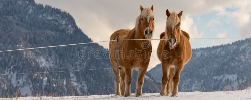 2 лошади Haflinger на луге зимы и горные пики на предпосылке стоковая фотография rf 2 лошади Haflinger на луге зимы и горные пики на предпосылке стоковая фотография rf