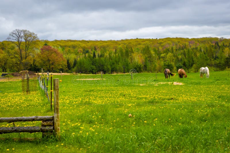 Three horses out in the distance grazing in a farm pasture that is filled with yellow dandelions in the spring.  There is a forested hill behind them and a rustic looking fence off to the side. Three horses out in the distance grazing in a farm pasture that is filled with yellow dandelions in the spring.  There is a forested hill behind them and a rustic looking fence off to the side.