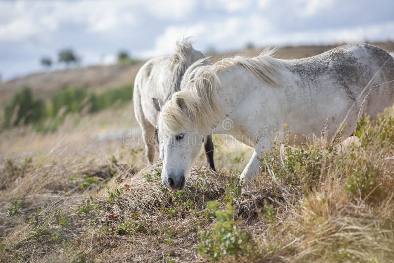 2 лошади пони appaloosa с красивой гривой в природе стоковое изображение rf