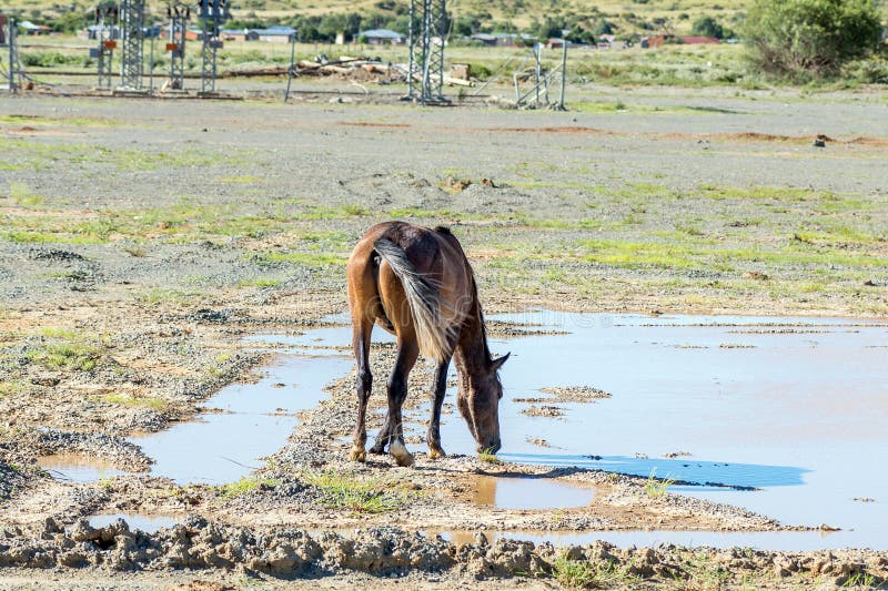 A horse drinking water between toxic sludge from the tailings dam burst in Jagersfontein in the Free State Province. A horse drinking water between toxic sludge from the tailings dam burst in Jagersfontein in the Free State Province