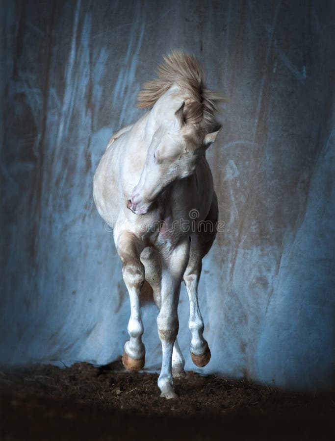 The perlino akhal-teke horse trotting indoors. The perlino akhal-teke horse trotting indoors