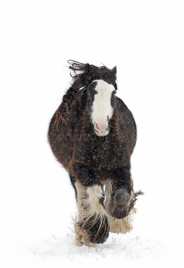 Лошадь Clydesdale бежать в падая снеге в зиме в Канаде стоковая фотография Лошадь Clydesdale бежать в падая снеге в зиме в Канаде стоковая фотография