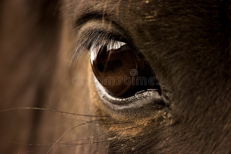 лошадь s глаза