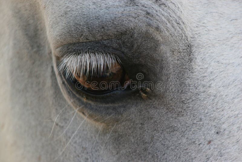 лошадь глаза