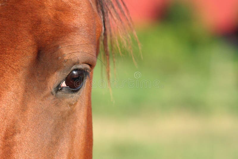 лошадь глаза