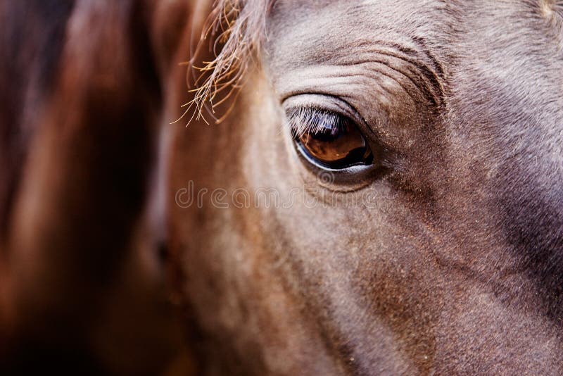 лошадь глаза детали