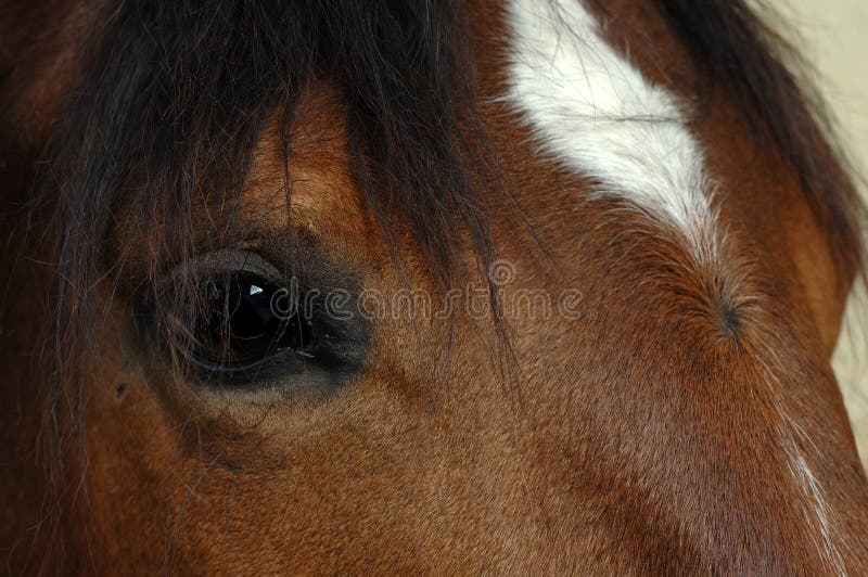 лошадь глаза коричневого цвета близкая вверх