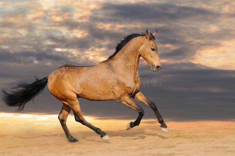 лошадь залива galloping стоковое изображение лошадь залива galloping стоковое изображение