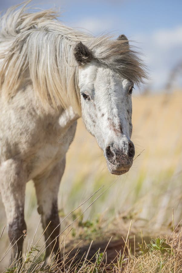 Лошадь пони Appaloosa в природе, смотря камеру r t стоковые изображения rf