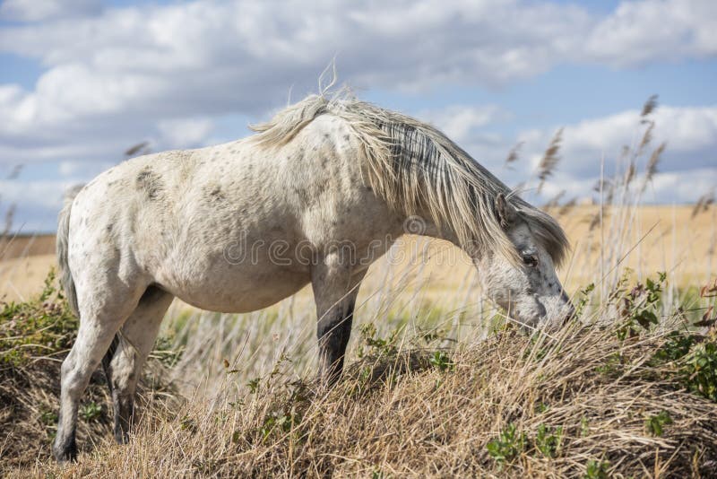 Лошадь пони Appaloosa есть траву в поле Голубое небо с облаками стоковое фото