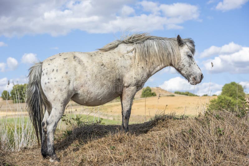 Лошадь пони Appaloosa с красивой гривой в природе Голубое небо с облаками t E стоковая фотография