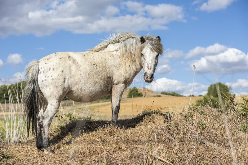 Лошадь пони Appaloosa смотря камеру Голубое небо с облаками. Портрет лошади пони appaloosa с красивой гривой в природе, смотря камеру Голубое небо с облаками t E