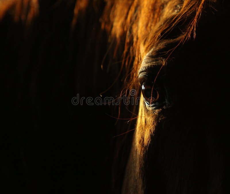 лошадь темного глаза