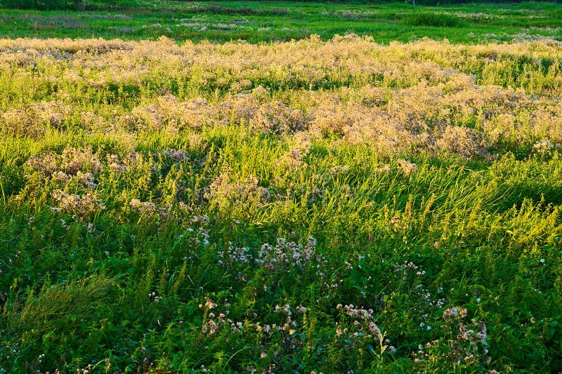 Biebrza National Park. Meadow with green verdure grass and thistles, lightened by evening sun. Selective focus. Biebrza National Park. Meadow with green verdure grass and thistles, lightened by evening sun. Selective focus.