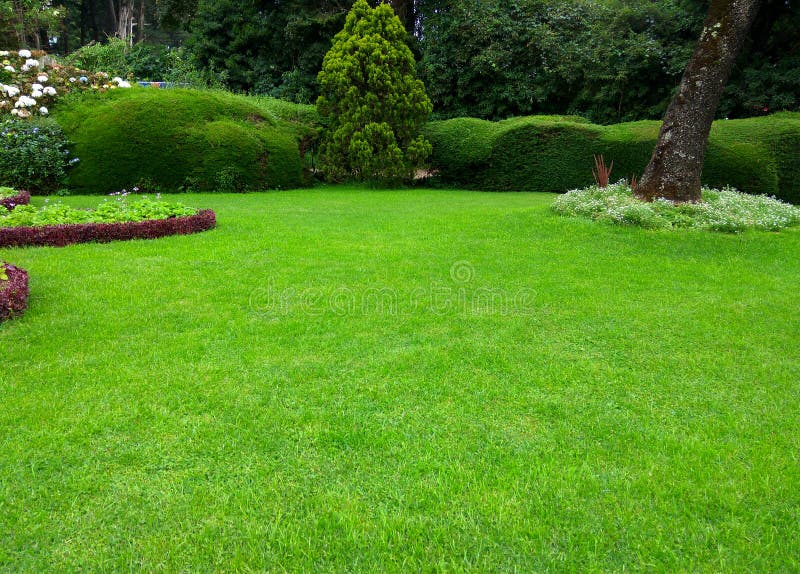 Lawn and grass. Green background. Lawn, Beautiful green grass garden. Lawn and grass. Green background. Lawn, Beautiful green grass garden