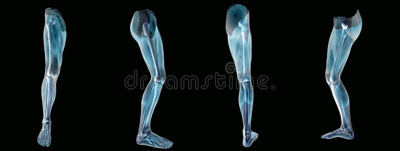 Anatomically correct medical model of the human leg, x-ray. Anatomically correct medical model of the human leg, x-ray