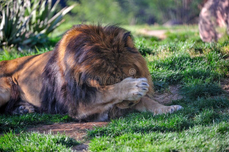 Shy male lion hiding behind paw. Shy male lion hiding behind paw.