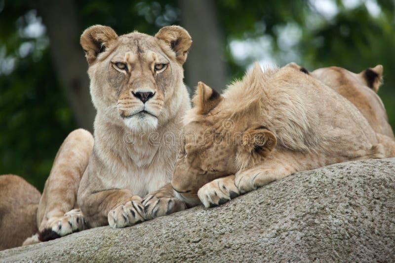 Львица и ювенильный мужской лев & x28; Leo& x29 пантеры; стоковые фотографии rf Львица и ювенильный мужской лев & x28; Leo& x29 пантеры; стоковые фотографии rf