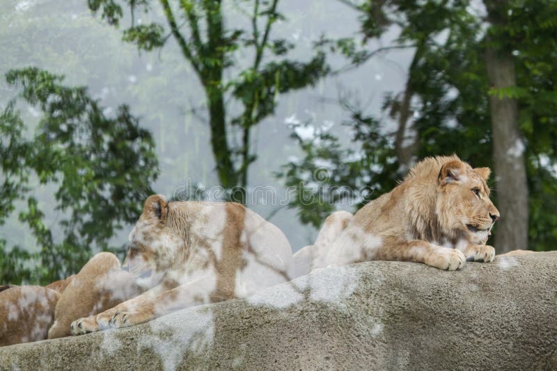 Львица и ювенильный мужской лев (пантера leo) стоковые изображения Львица и ювенильный мужской лев (пантера leo) стоковые изображения