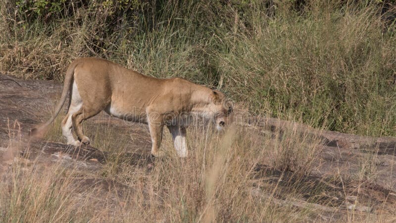 Львы гордятся и Cubs в Кении стоковое изображение Львы гордятся и Cubs в Кении стоковое изображение