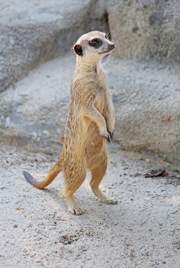 Любознательное meerkat стоит на его задних ногах и смотрит прочь стоковые фото Любознательное meerkat стоит на его задних ногах и смотрит прочь стоковые фото