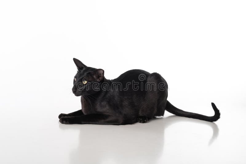 Любознательный черный восточный кот Shorthair лежа на белой таблице с отражением Белая предпосылка длинний кабель стоковое фото