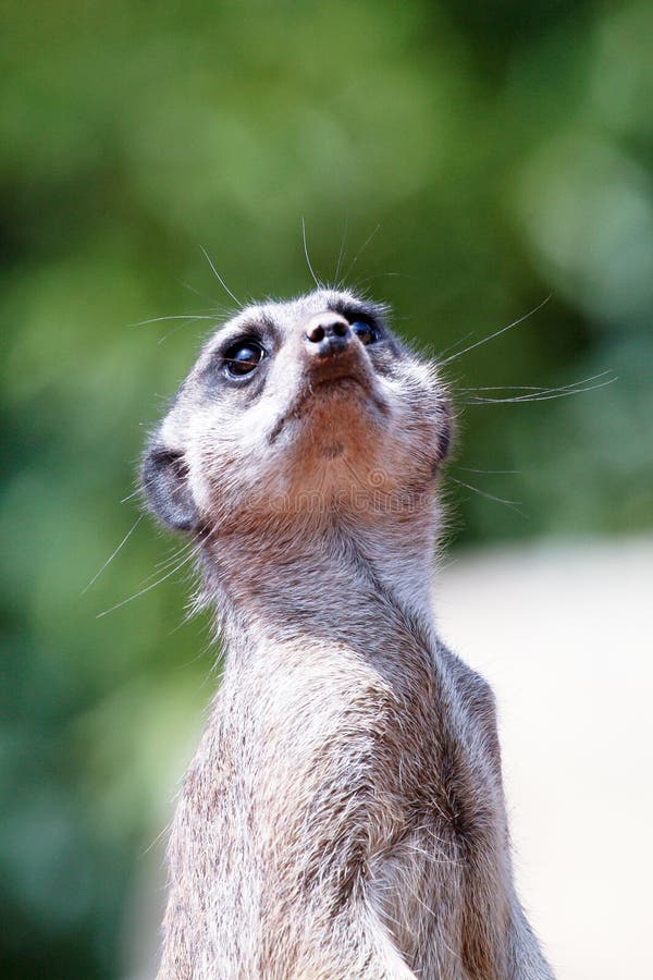 любознательное meerkat стоковые изображения rf любознательное meerkat стоковые изображения rf