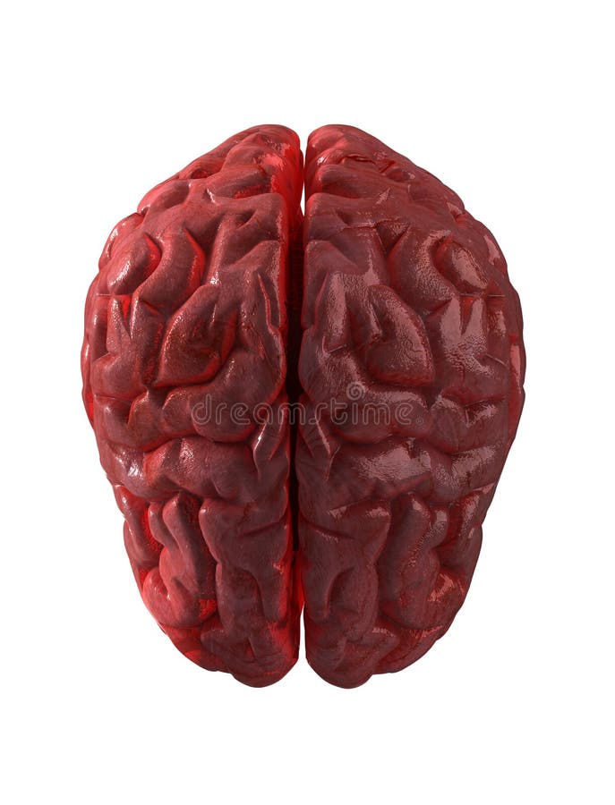 Human brain isolated with clipping path. Human brain isolated with clipping path