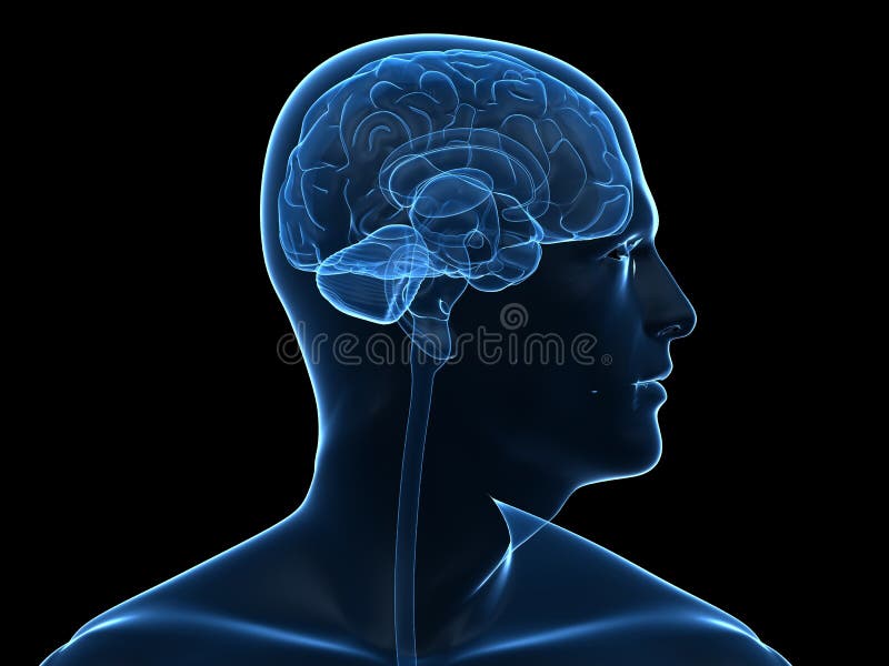 Людской мозг иллюстрация штока Людской мозг иллюстрация штока