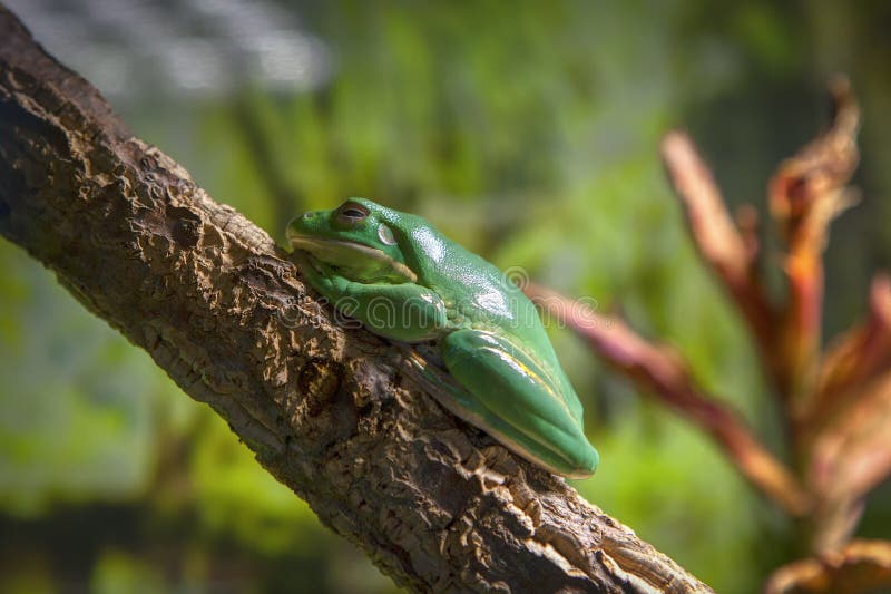 Лягушка Litoria Caerulea стоковые фото Лягушка Litoria Caerulea стоковые фото