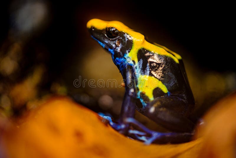 Лягушка дротика отравы, tinctorius Dendrobates стоковое изображение Лягушка дротика отравы, tinctorius Dendrobates стоковое изображение