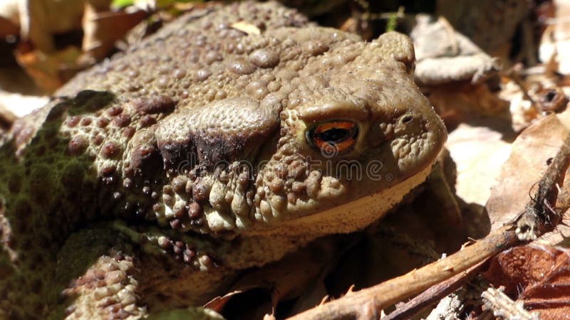 Лягушка - общая жаба (bufo Bufo) в одичалом