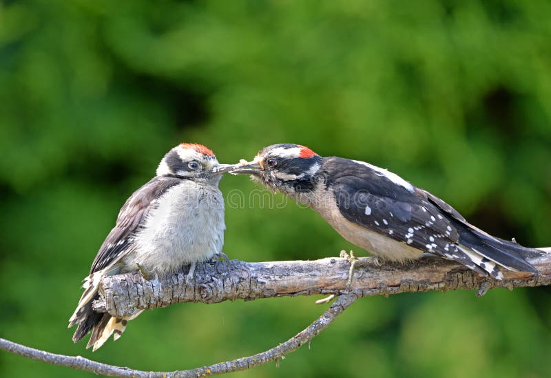 Младенец на ветви, Канада пухового Woodpecker подавая стоковые фотографии rf Младенец на ветви, Канада пухового Woodpecker подавая стоковые фотографии rf
