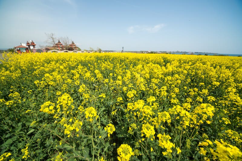 Малая винодельня среди рапса fields на побережье Чёрного моря в Болгарии стоковое фото