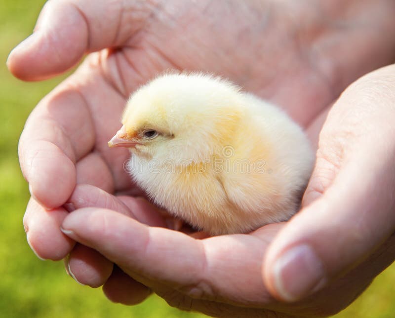 Маленький цыпленок в человеческой руке