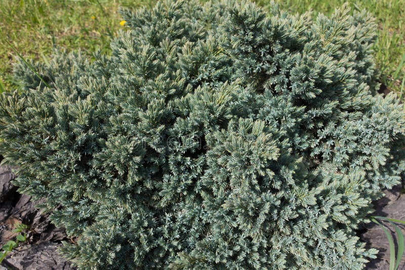 Малый coniferous вечнозеленый кустарник чешуйчатых Juniperus стоковые фото Малый coniferous вечнозеленый кустарник чешуйчатых Juniperus стоковые фото