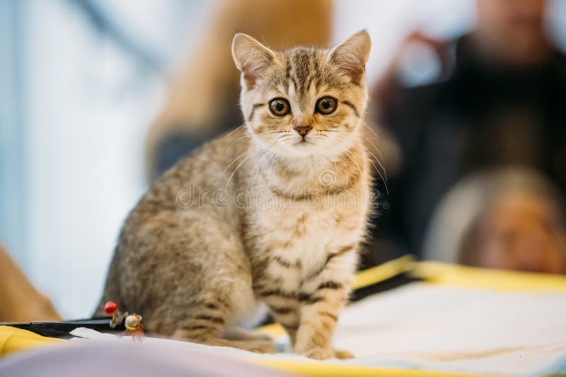 Малый милый шотландский котенок кота с прямыми ушами на запачканное крытом стоковые фотографии rf Малый милый шотландский котенок кота с прямыми ушами на запачканное крытом стоковые фотографии rf