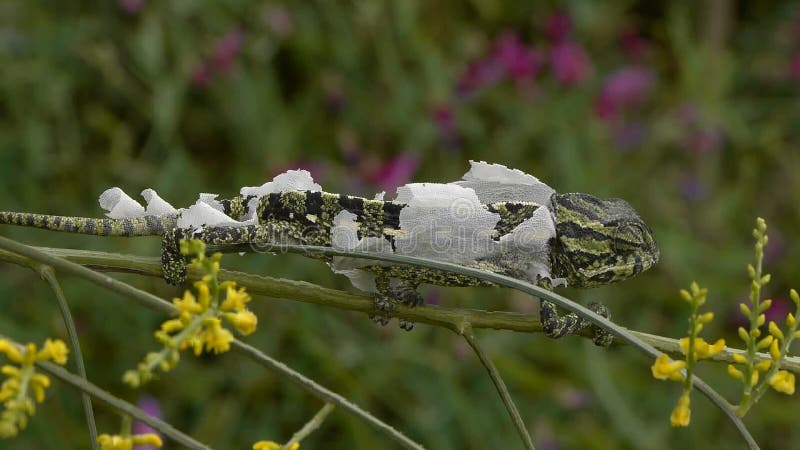 Малый хамелеон moulting