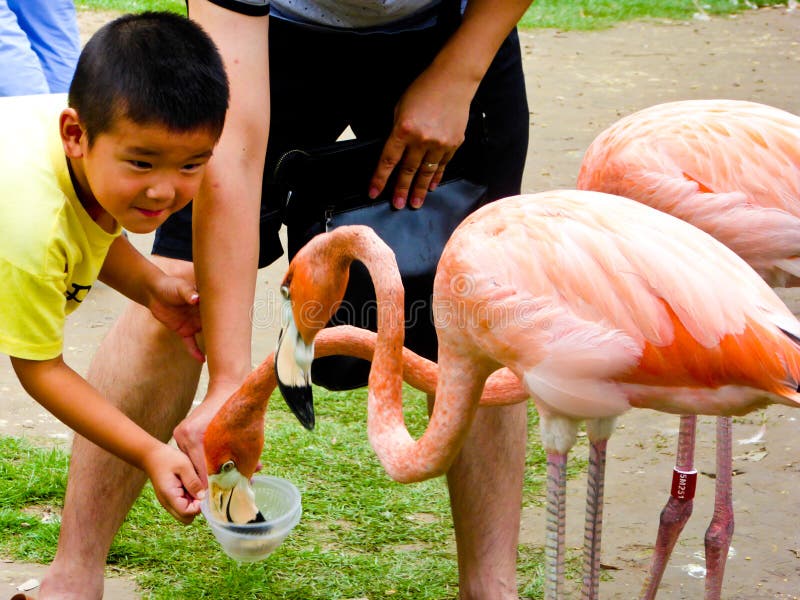 Мальчик подавая фламинго