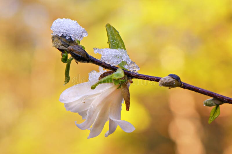 Budding & blooming Magnolia flowers caught in an unexpected late spring snowfall. A reminder to gardeners against planting too early in the gardening season. Budding & blooming Magnolia flowers caught in an unexpected late spring snowfall. A reminder to gardeners against planting too early in the gardening season.