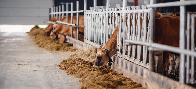 Майку с воротником коров красный. Молочные фермы баннер современный и отрасль животноводства производства мяса стоковое изображение