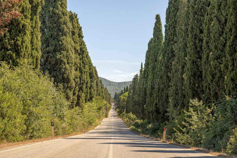 Bolgheri famous cypresses trees straight boulevard landscape. Maremma landmark. Cypress lane in Tuscany, Italy, Europe. Bolgheri famous cypresses trees straight boulevard landscape. Maremma landmark. Cypress lane in Tuscany, Italy, Europe.