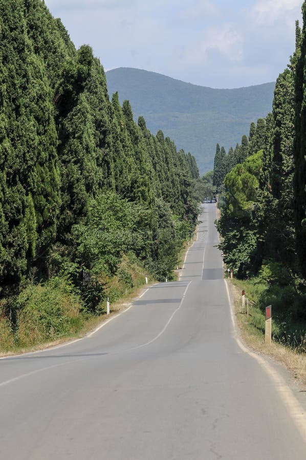 Bolgheri famous cypresses trees straight boulevard landscape. Maremma landmark. Cypress lane in Tuscany, Italy, Europe. Bolgheri famous cypresses trees straight boulevard landscape. Maremma landmark. Cypress lane in Tuscany, Italy, Europe.