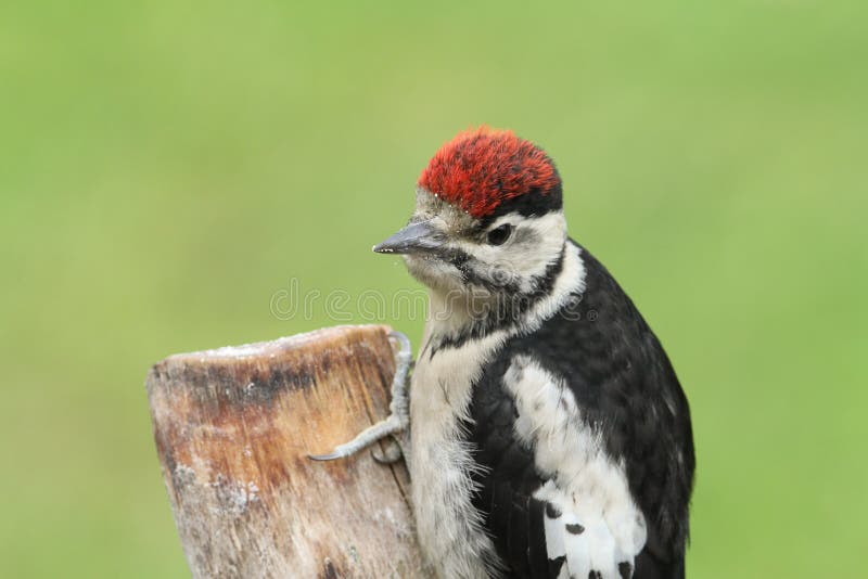 Майор Dendrocopos Woodpecker младенца большой запятнанный стоковая фотография Майор Dendrocopos Woodpecker младенца большой запятнанный стоковая фотография