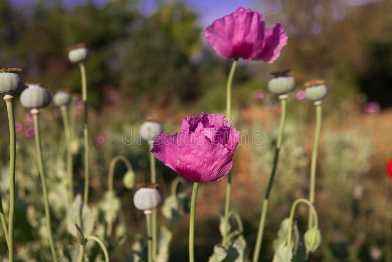 opium poppy with field out of focus in background. opium poppy with field out of focus in background.