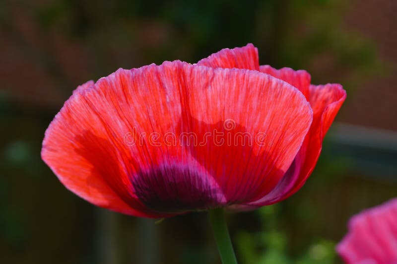 Close-up image of a colourful Opium Poppy. Close-up image of a colourful Opium Poppy.