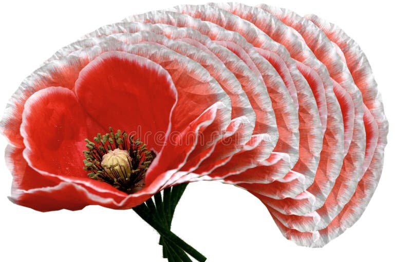 Digital art design of poppy flower. Digital art design of poppy flower