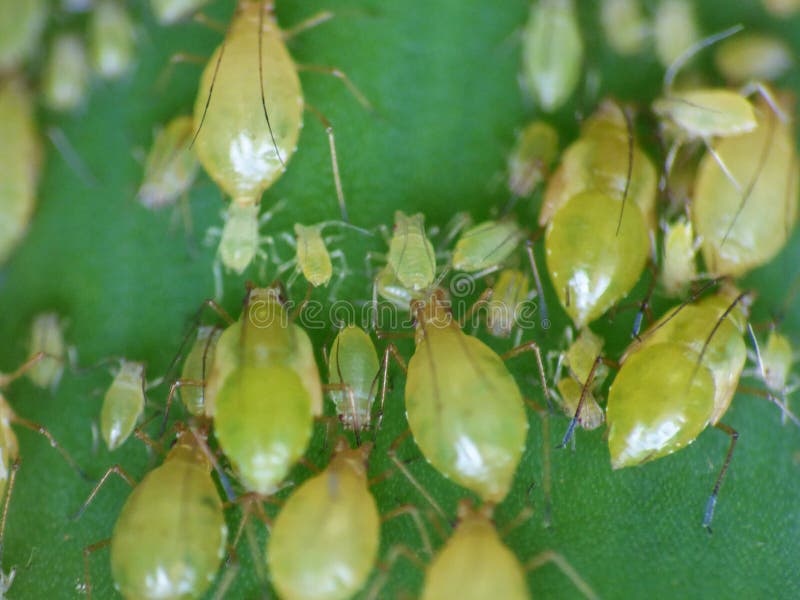 Макро Апид. Закрыть макрос с изображением aphi/aphids фото сделано в Великобритании