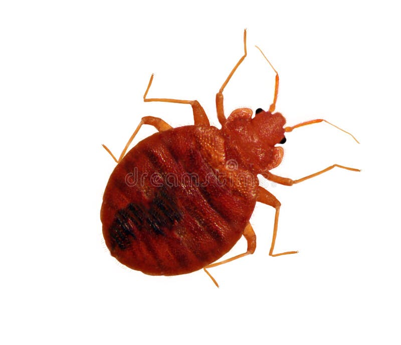 Macro view of an adult bedbug isolated on a white background. Macro view of an adult bedbug isolated on a white background